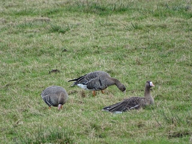 申花1-3输球，柔佛新山近两个赛季亚冠对中超球队保持不败